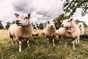 nieuwsgierige schapen van Stefan den Engelsen