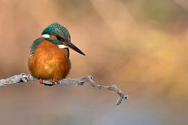 Eisvogel von Ria de Heij