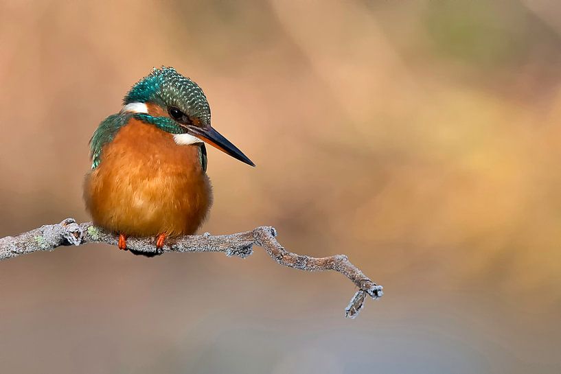 Kingfisher by Ria de Heij