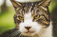 Portrait einer weißen und getigerte Katze mit grünen Augen