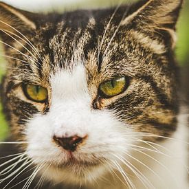 Portret van een witte en tabby kat met groene ogen van Michelle Tober
