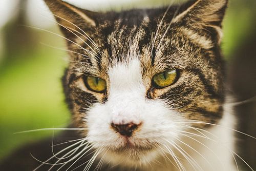 Portrait d'un chat blanc et tigré aux yeux verts