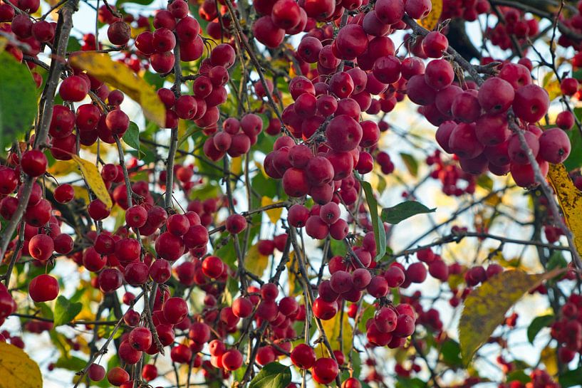 Rote wilde Äpfel am Baum im November von Jolanda de Jong-Jansen