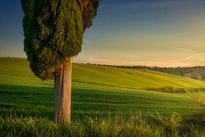 Zypressen im Frühling zwischen den sanften Hügeln der Colline Pi
