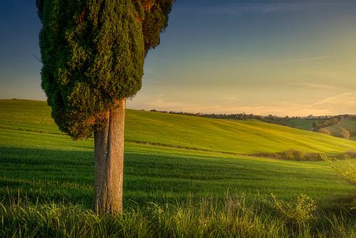 Cyprès au printemps dans les collines de Colline Pi