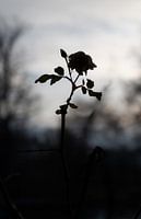 Rosen - Schattenrose