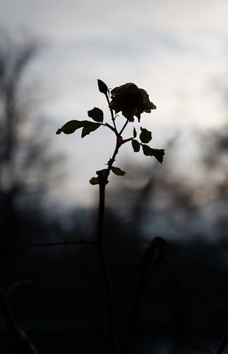 Roses - Rose d'ombre