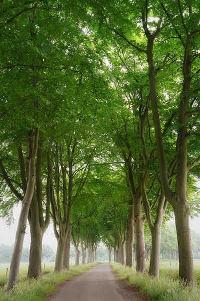 Der schöne Feldweg von Loris Photography