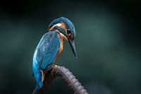 IJsvogel op de uitkijk
