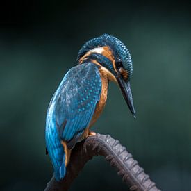 Eisvogel auf der Ausschau von Christien van der Veen Fotografie