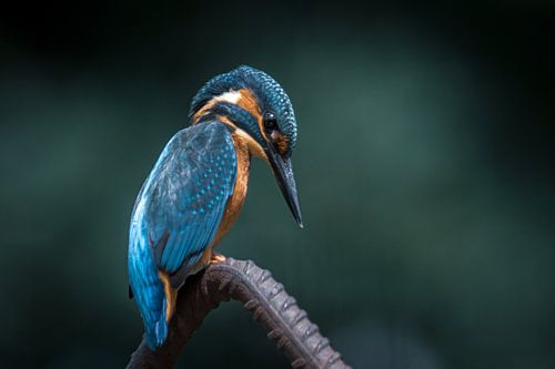 Le martin-pêcheur à l'affût