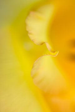 Lichtgevende gele gladiool van Jane van Bostelen
