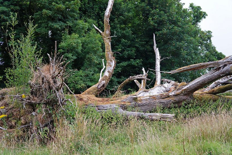 dode stam van Babetts Bildergalerie