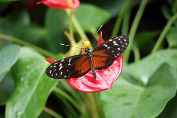 Tiere und Natur von Lennart Mans