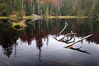 Forest lake
