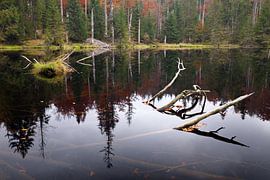 Waldsee von Marko Sarcevic