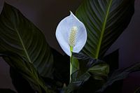 Spathiphyllum of Lepelplant