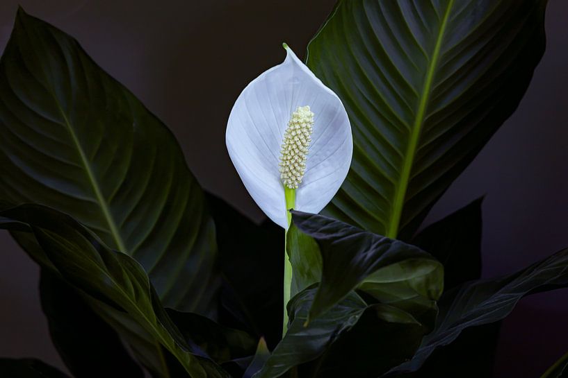 Spathiphyllum oder Löffelpflanze von Rien Buiter