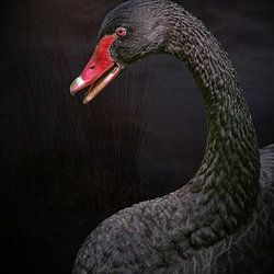 Schwarzer Schwan