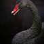 Black Swan