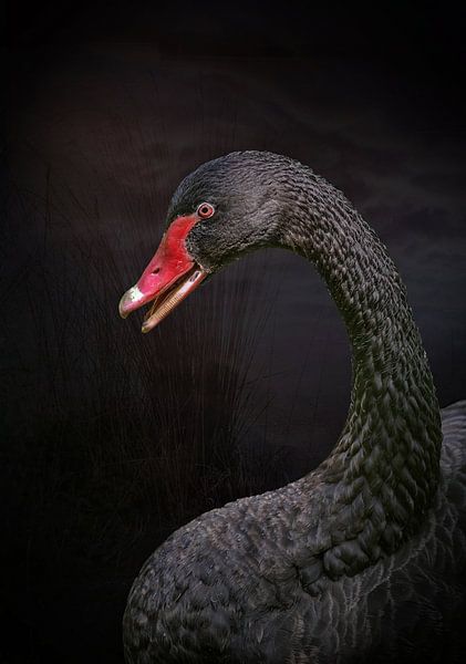 Black swan by Lisette van Peenen