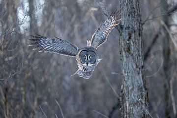Great grey owl flying in first sunlight by Sven Scraeyen