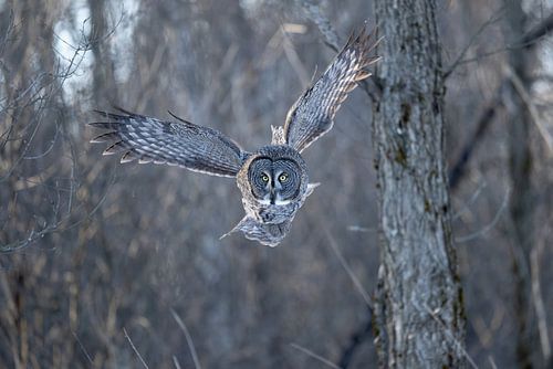 Laplanduil vliegend in het eerste zonlicht