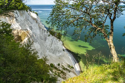 Krijtsteen Møns Klint, Mön Eiland, Denemarken