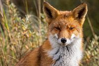 entspannter Fuchs