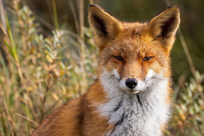 entspannter Fuchs von Urzela Van den tillaart