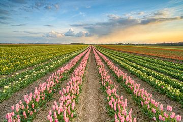 Coucher de soleil dans un champ de tulipes