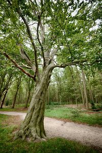Baum im Wald von Mark Bolijn