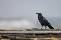 Crow on the roof
