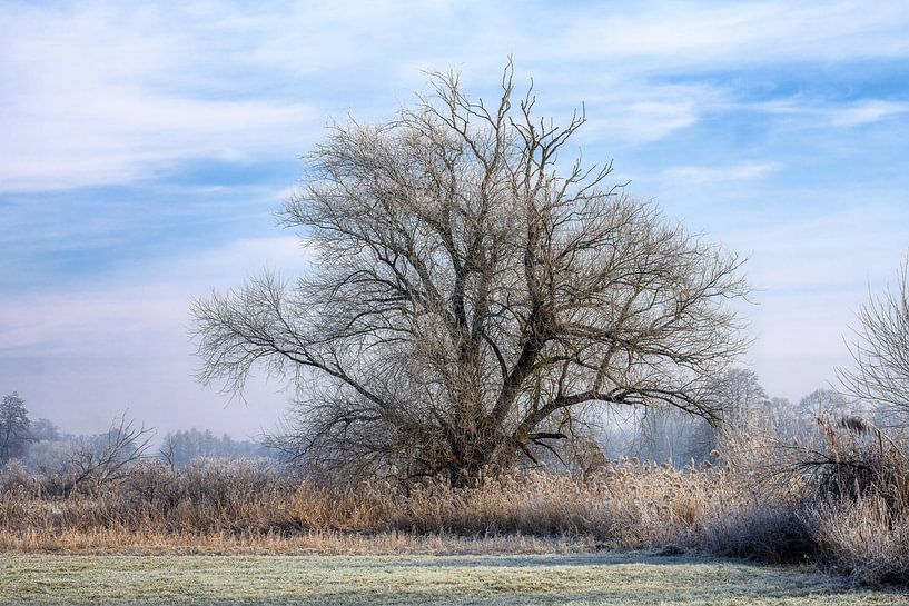 Paysage hivernal avec un arbre isolé par ManfredFotos