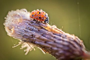 Coccinelle sur Rob Boon