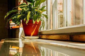 Zimmerpflanze auf Fensterbank – Terrakottatopf & Spiegelung | minimalistische botanische Wandkunst