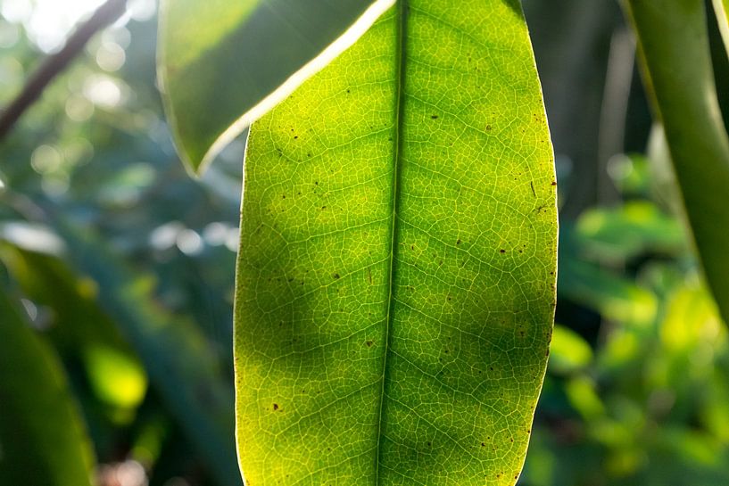 macrofoto van een groene plant met nerven, botanische fotografie van Karijn | Fine art Natuur en Reis Fotografie