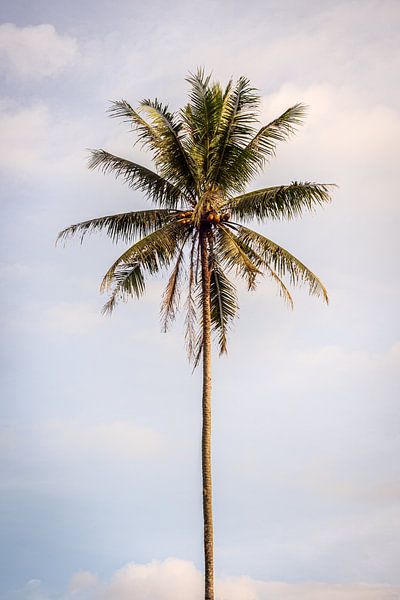 Palm tree in Bali by Ellis Peeters