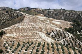 Olijven landschap van Jan Katuin