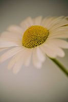 Margriet