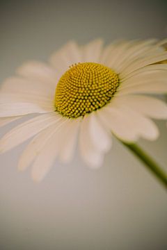 Margriet van Ingrid van Wolferen