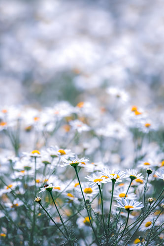 A field chamomile ( Matricaria Chamomilla )