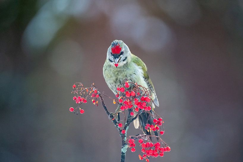 Specht mit roter Beere von Ed Klungers