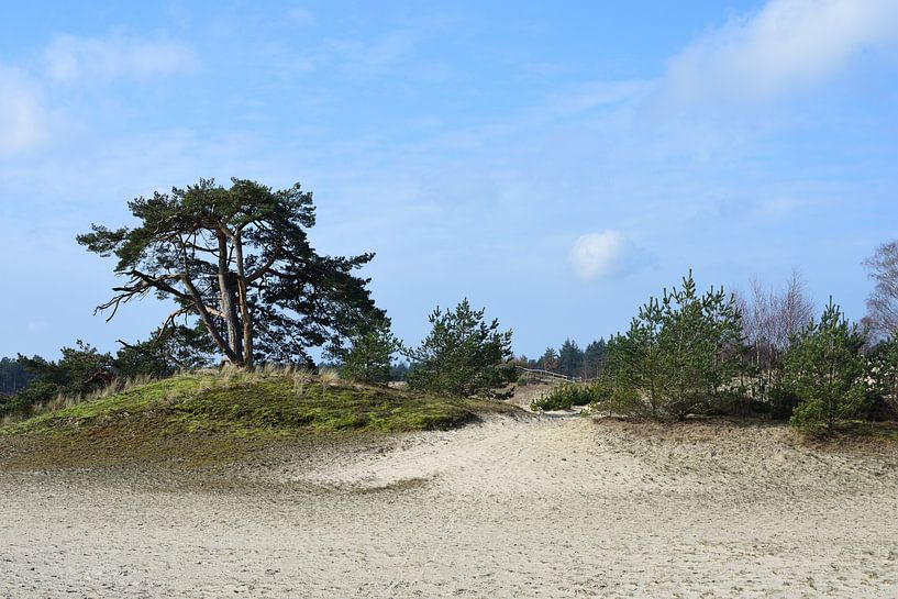 Natuur op een zandverstuiving van Gerard de Zwaan