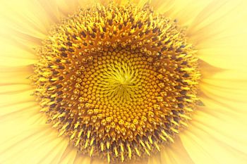 Sonnenblume, High Key