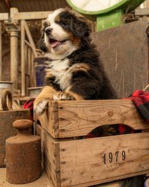 Berner Welpenmädchen von Bob de Bruin