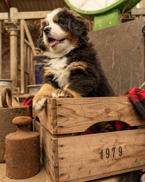 Chiot bernois par Bob de Bruin