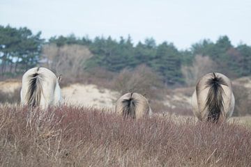 Konikpaarden van CreaBrig Fotografie