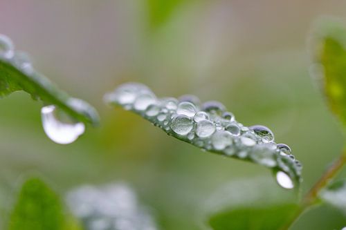 Ein grünes Blatt voller Perlen