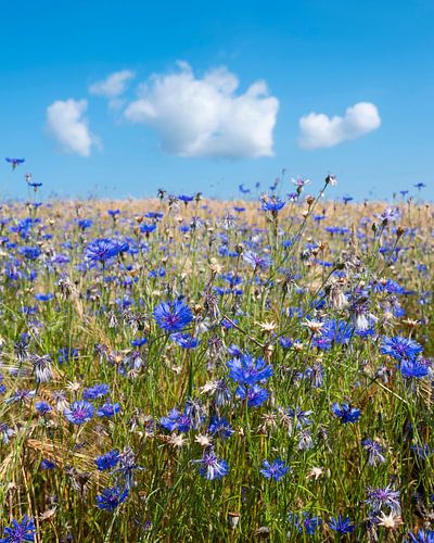 Maisblüten im sommerlichen Weizenfeld unter blauem Himmel mit flauschigen Wolken